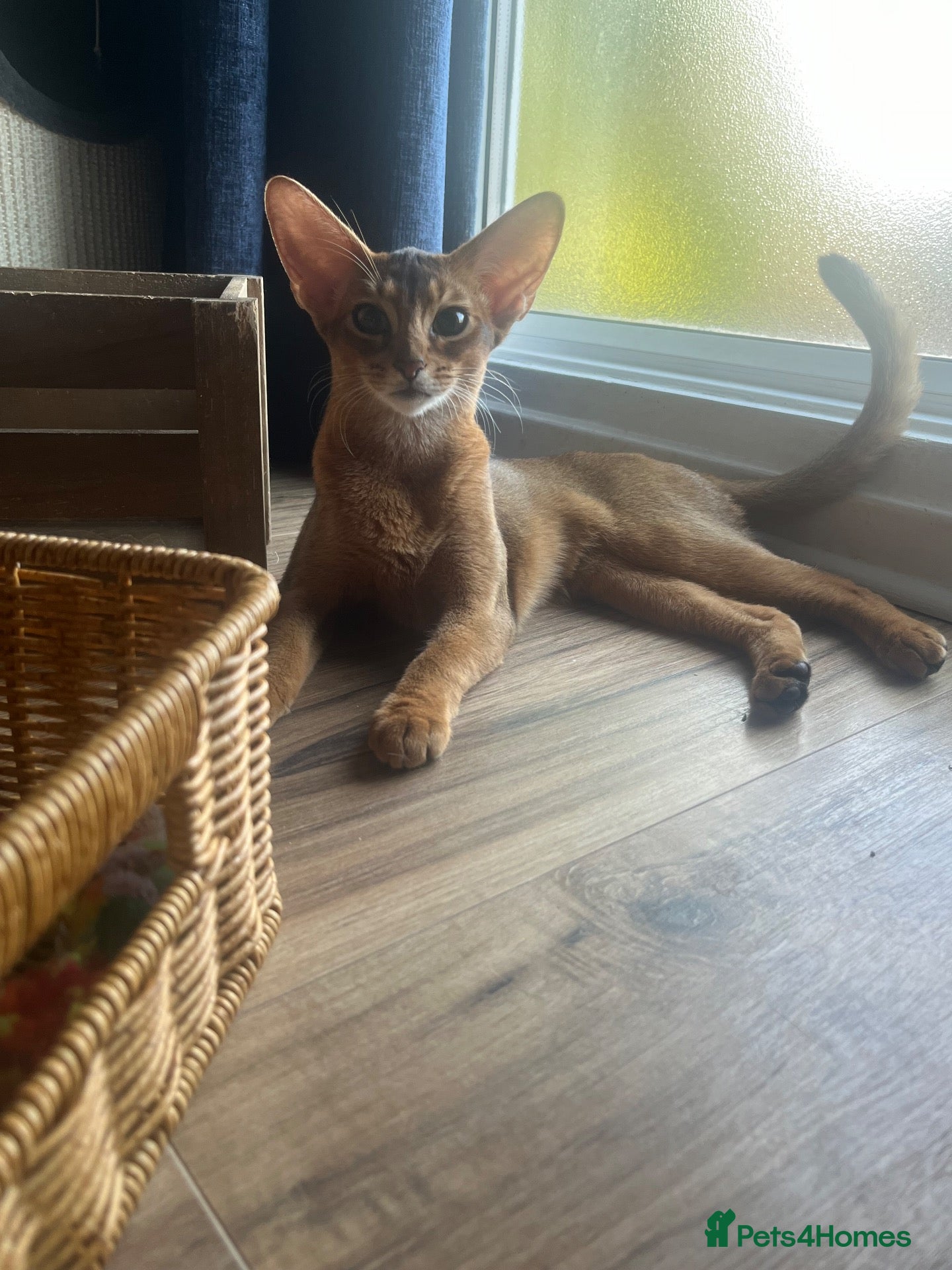 Abyssinian cats Adorable Abyssinian kittens - Advert 1