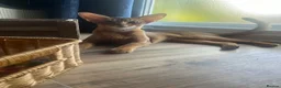Abyssinian cats for sale: Adorable Abyssinian kittens - Advert 1