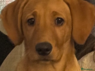 Labrador Retriever dogs famale lab - Advert 6