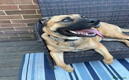 Mixed Breed dogs for sale: Beautiful German Shepherd cross puppies  - Advert 2