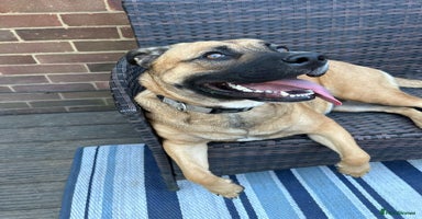 Mixed Breed dogs Beautiful German Shepherd cross puppies  - Advert 2