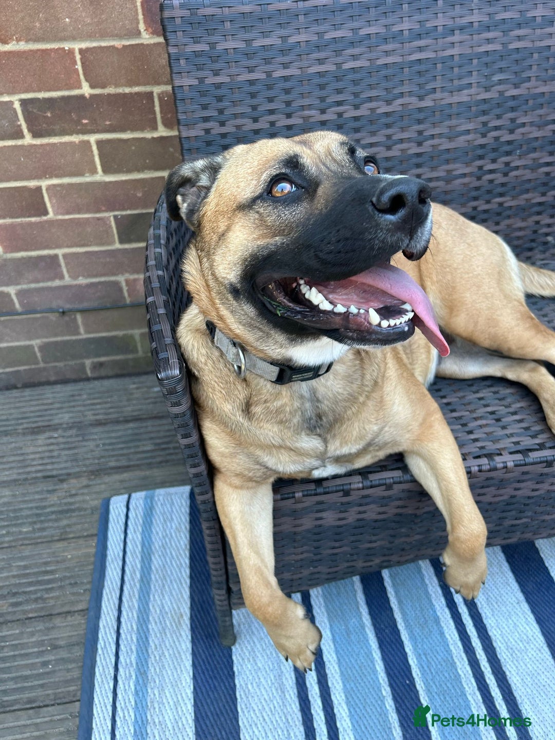 Mixed Breed dogs for sale: Beautiful German Shepherd cross puppies  - Advert 2