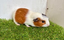 Guinea Pig rodents for sale: Super calm, friendly Guinea pig females  - Image 29