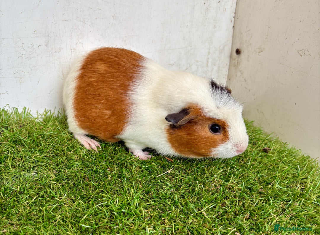 Guinea Pig rodents for sale: Super calm, friendly Guinea pig females  - Image 29