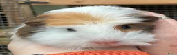 Guinea Pig rodents for sale: Sweet natured baby girl guinea pigs - Advert 1