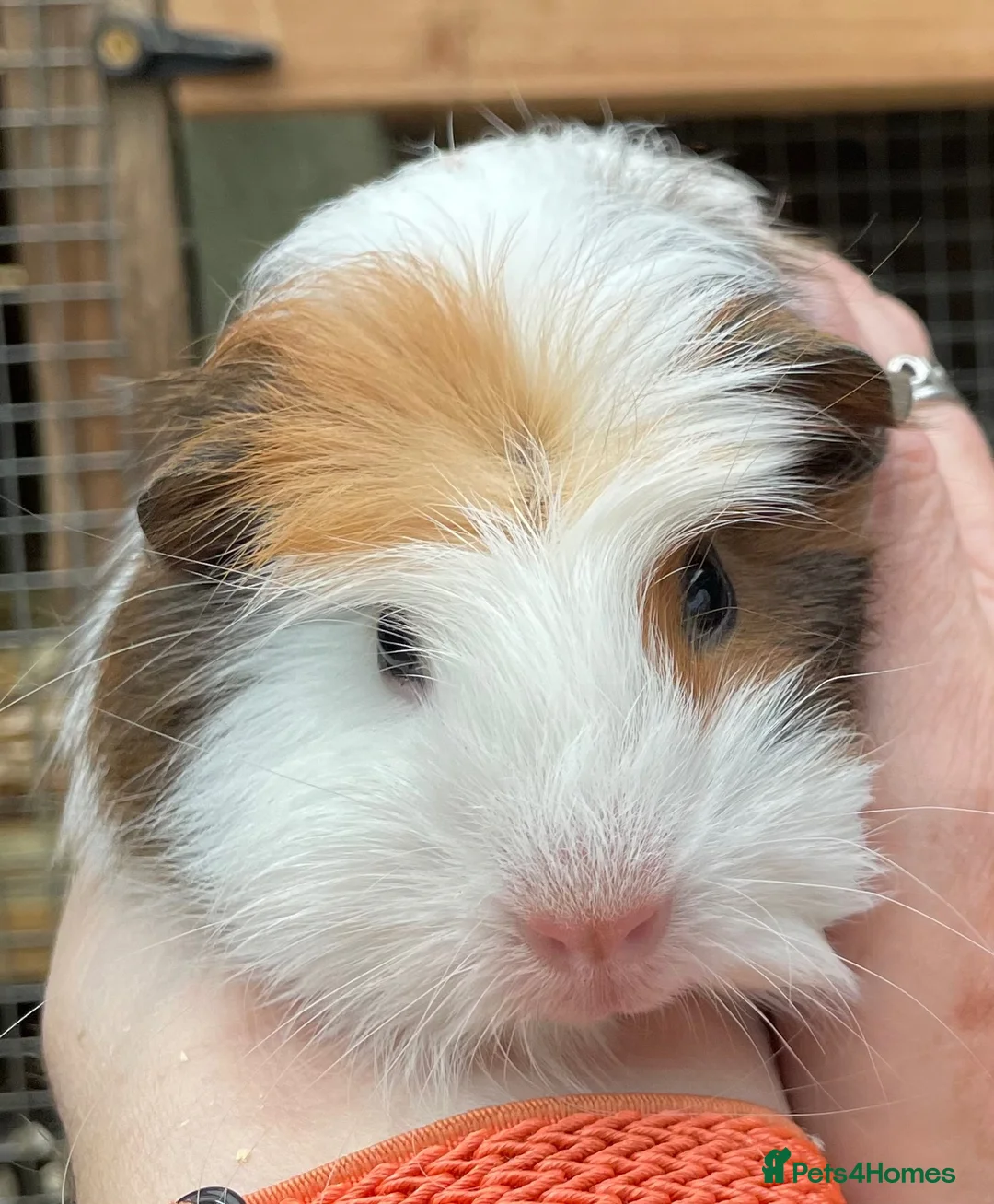 Guinea Pig rodents for sale: Sweet natured baby girl guinea pigs - Advert 1