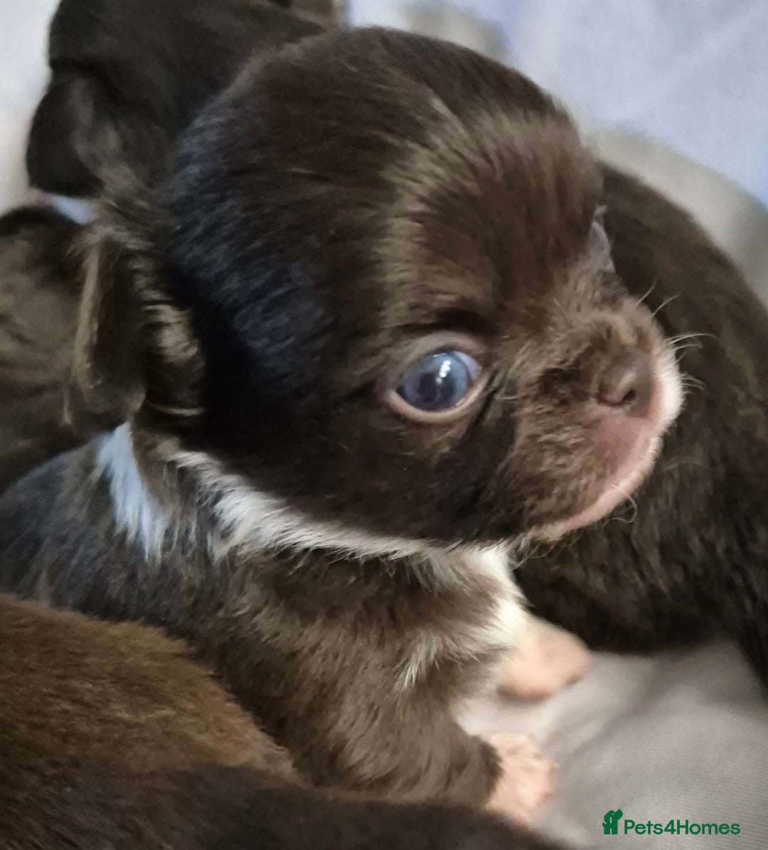 Chihuahua dogs for stud: KC lilac stud in Dagenham - Advert 28