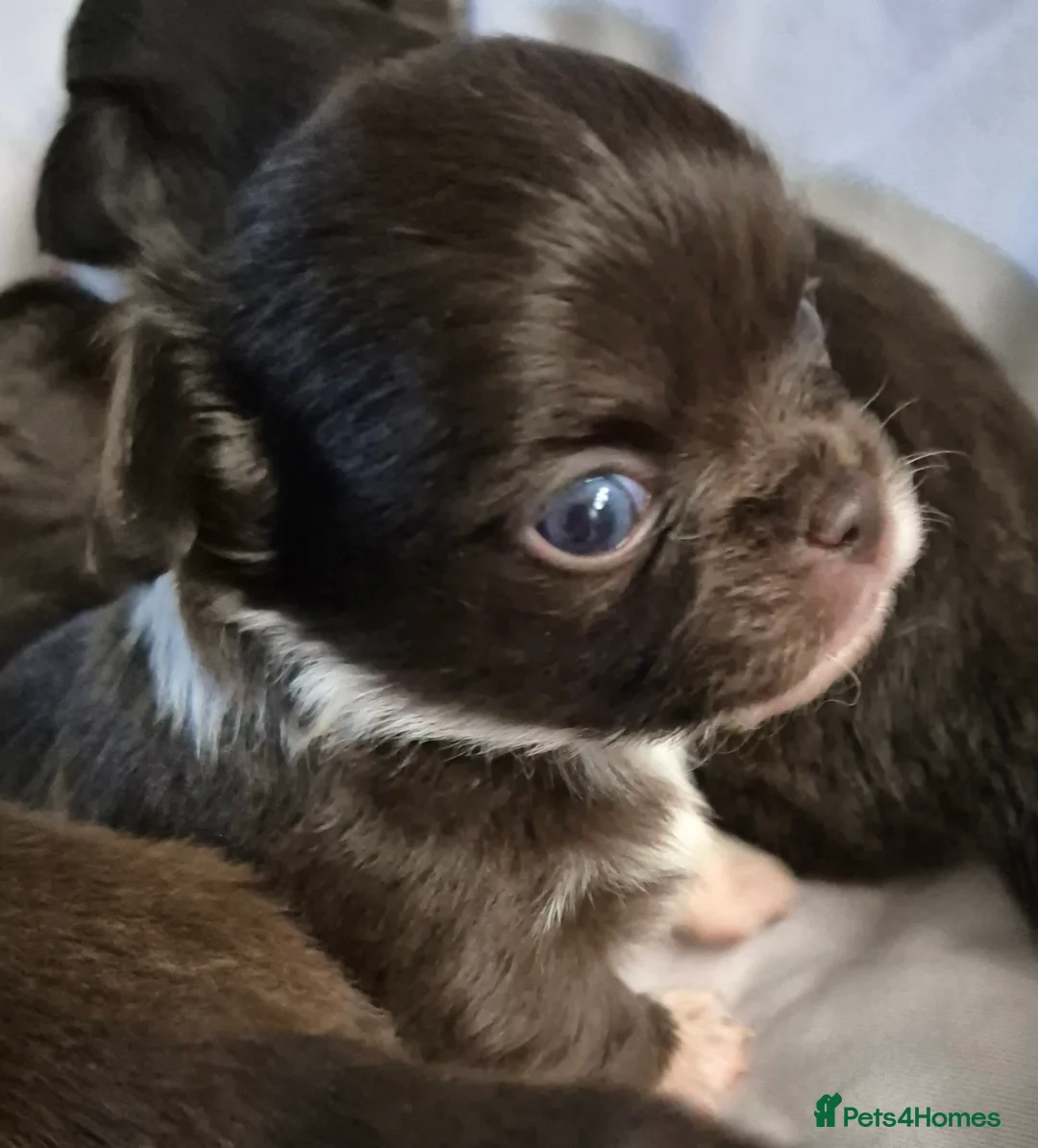 Chihuahua dogs for stud: KC lilac stud in Dagenham - Advert 28