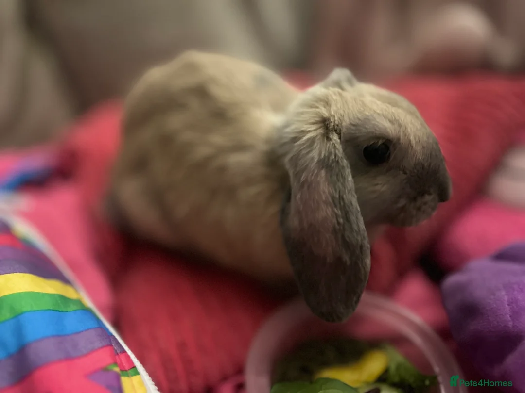 Mixed Breed rabbits for sale: Beautiful Sweetest Little Baby Girl Bunny - Advert 3