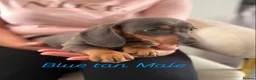 Miniature Dachshund dogs for sale: Miniature dachshund  - Advert 4