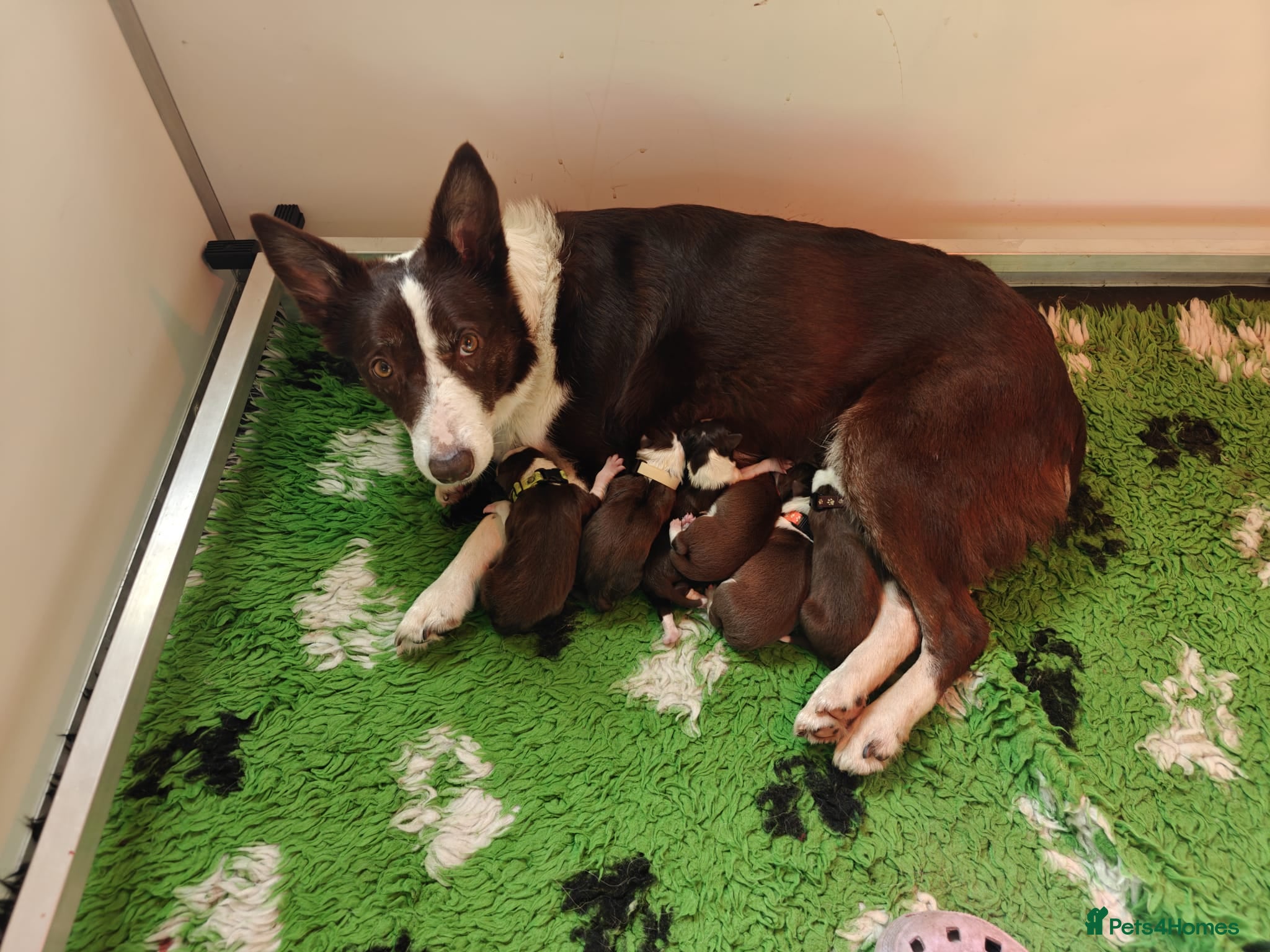 Border Collie dogs Stunning pure bred Red & White Border collie pups - Advert 1