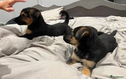 Mixed Breed dogs for sale: Belgian malinois x Anatolian shepherd mix pups 🐶  - Image 25