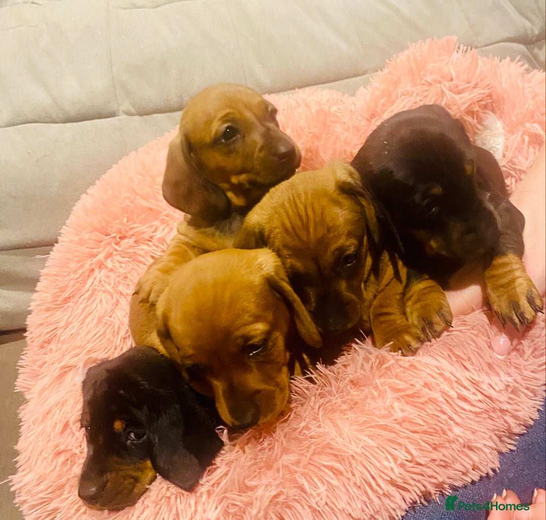 Miniature Dachshund dogs for sale: Miniature dachshund  - Advert 2