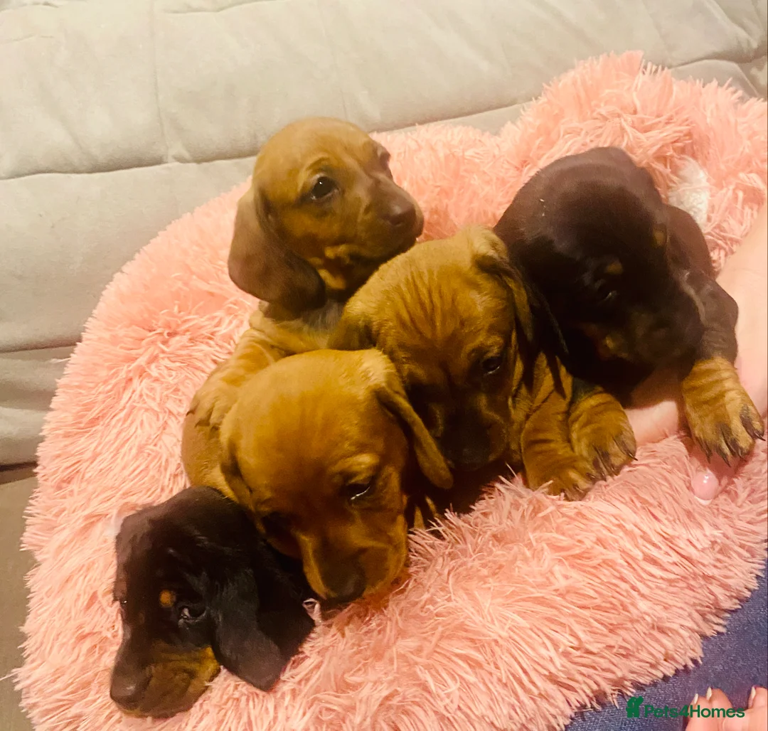 Miniature Dachshund dogs for sale: Miniature dachshund  - Advert 2