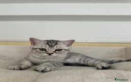 British Shorthair cats for sale: 5 Stunning British Shorthair - Image 23