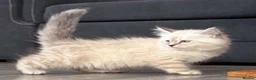 Siberian cats for sale: Siberian Neva Masquerade  - Advert 4