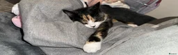 Mixed Breed cats for sale: Cat for sale - Advert 3