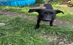 Whippet dogs for adoption: ASH-12 months,Medium,playful/friendly/loves people - Image 15