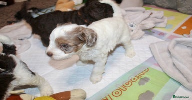 Cockapoo dogs - Advert 4