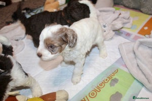 Cockapoo dogs - Advert 4