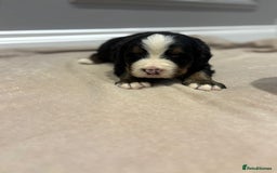 Bernese Mountain Dog dogs for sale: Beautiful Bernese Mountain Dog Puppies for Sale 🐾 - Image 13