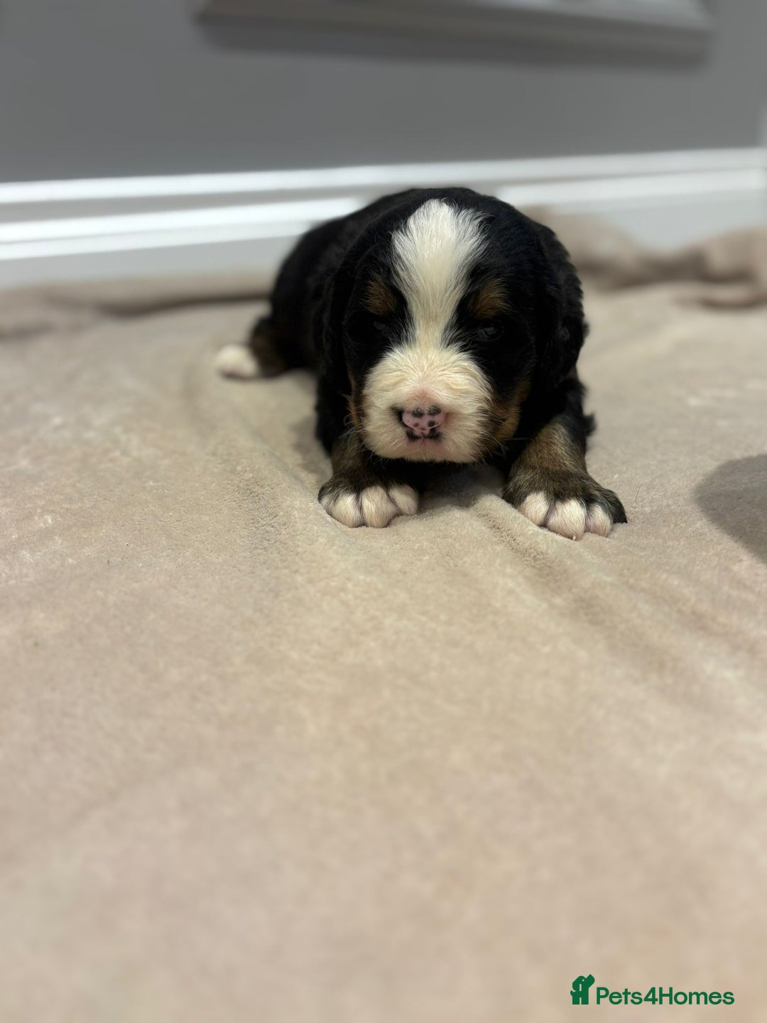 Bernese Mountain Dog dogs for sale: Beautiful Bernese Mountain Dog Puppies for Sale 🐾 - Image 13