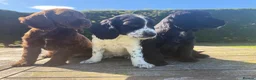 Sprocker dogs for sale: Sprocker puppies Cocker Spaniel X Springer Spaniel - Advert 1