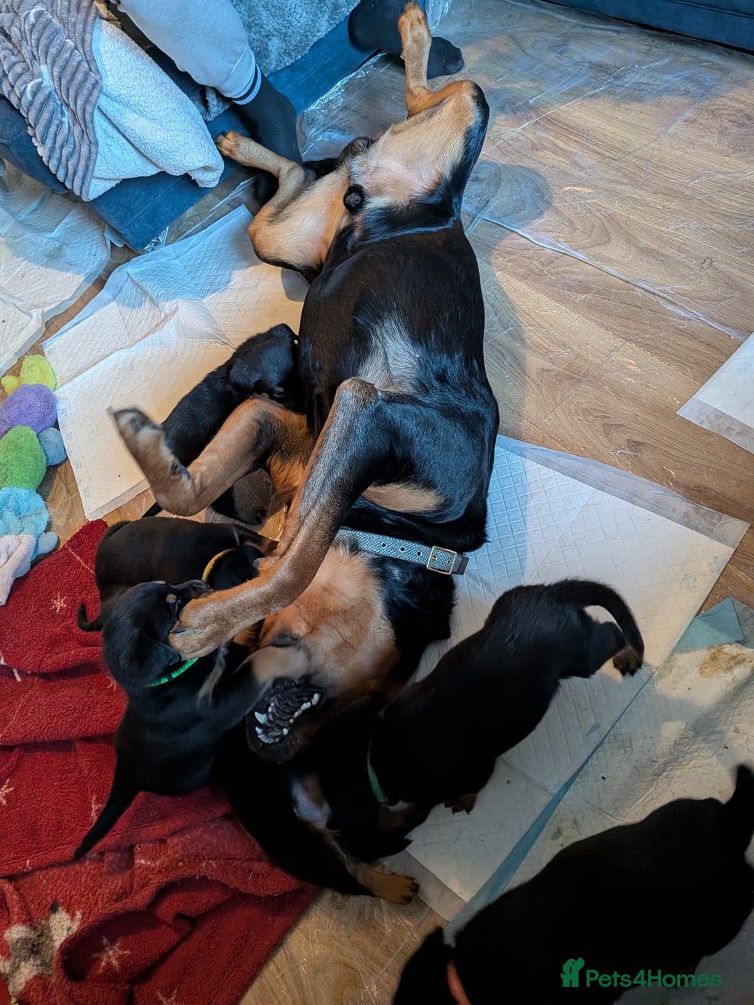 Rottweiler dogs for sale: ⭐ Rottweiler ⭐ - Advert 5