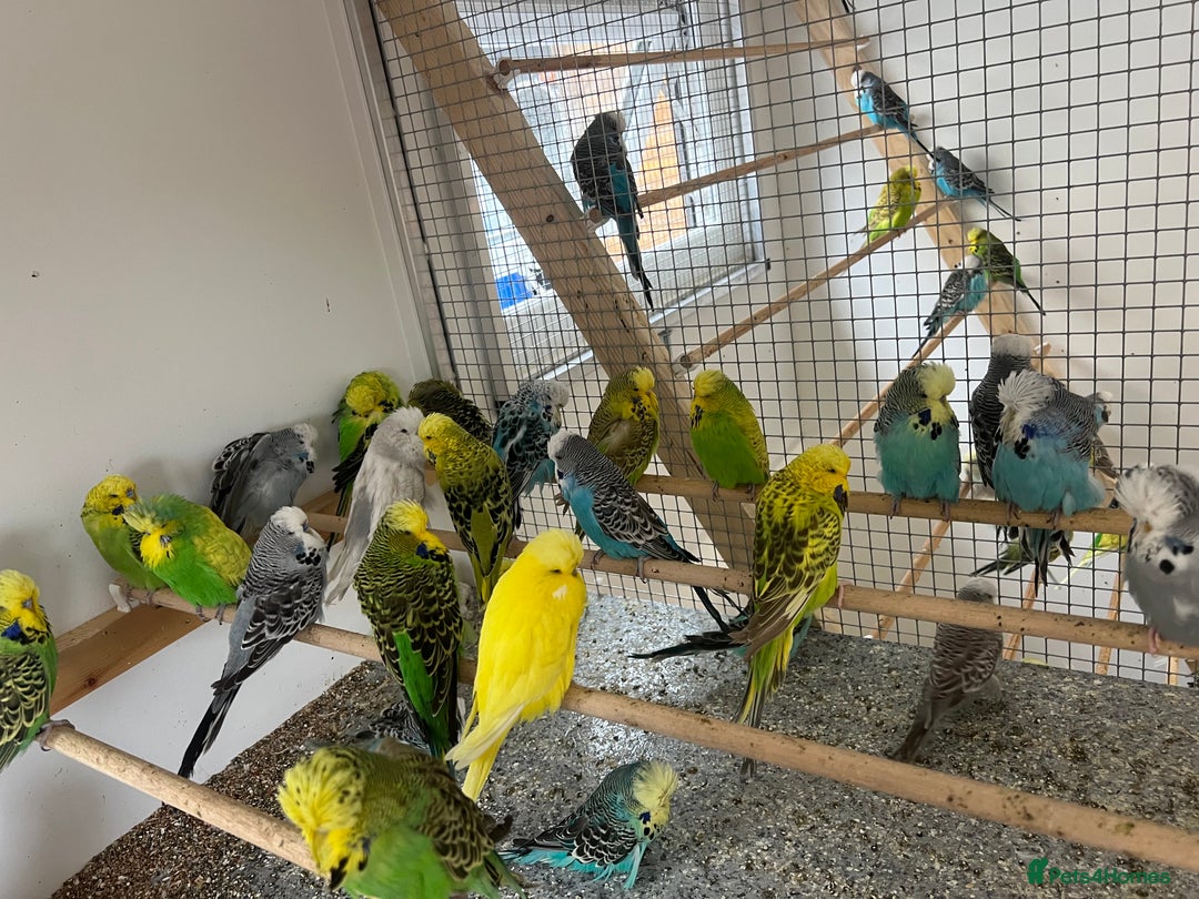 Budgerigars birds for sale: Budgies for sale  - Image 8