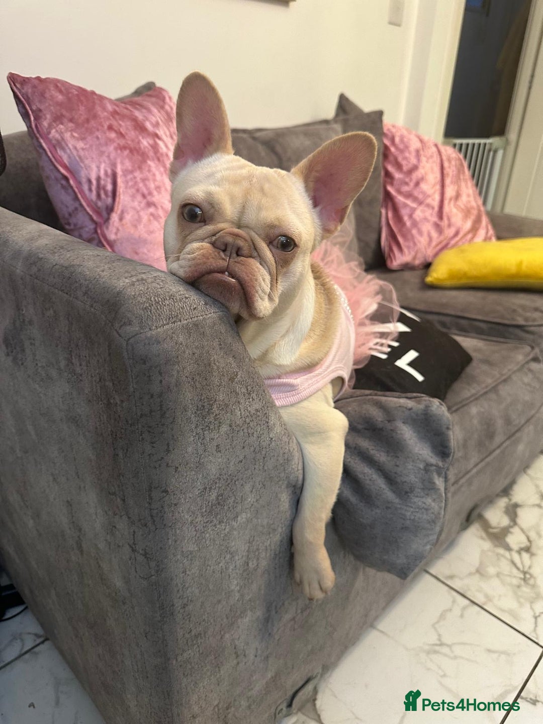 French Bulldog dogs for sale: 1 year old female platinum frenchie.  - Advert 9