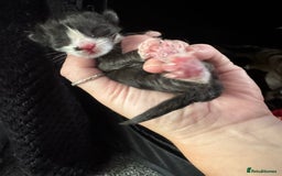 Mixed Breed cats for sale: Black and white kittens  - Image 18