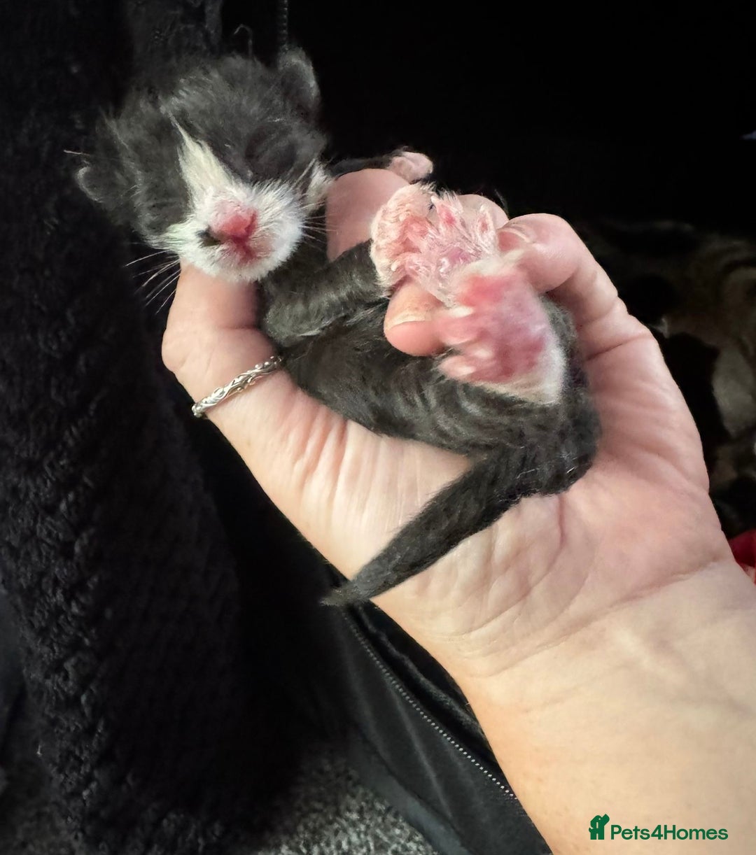 Mixed Breed cats for sale: Black and white kittens  - Image 18