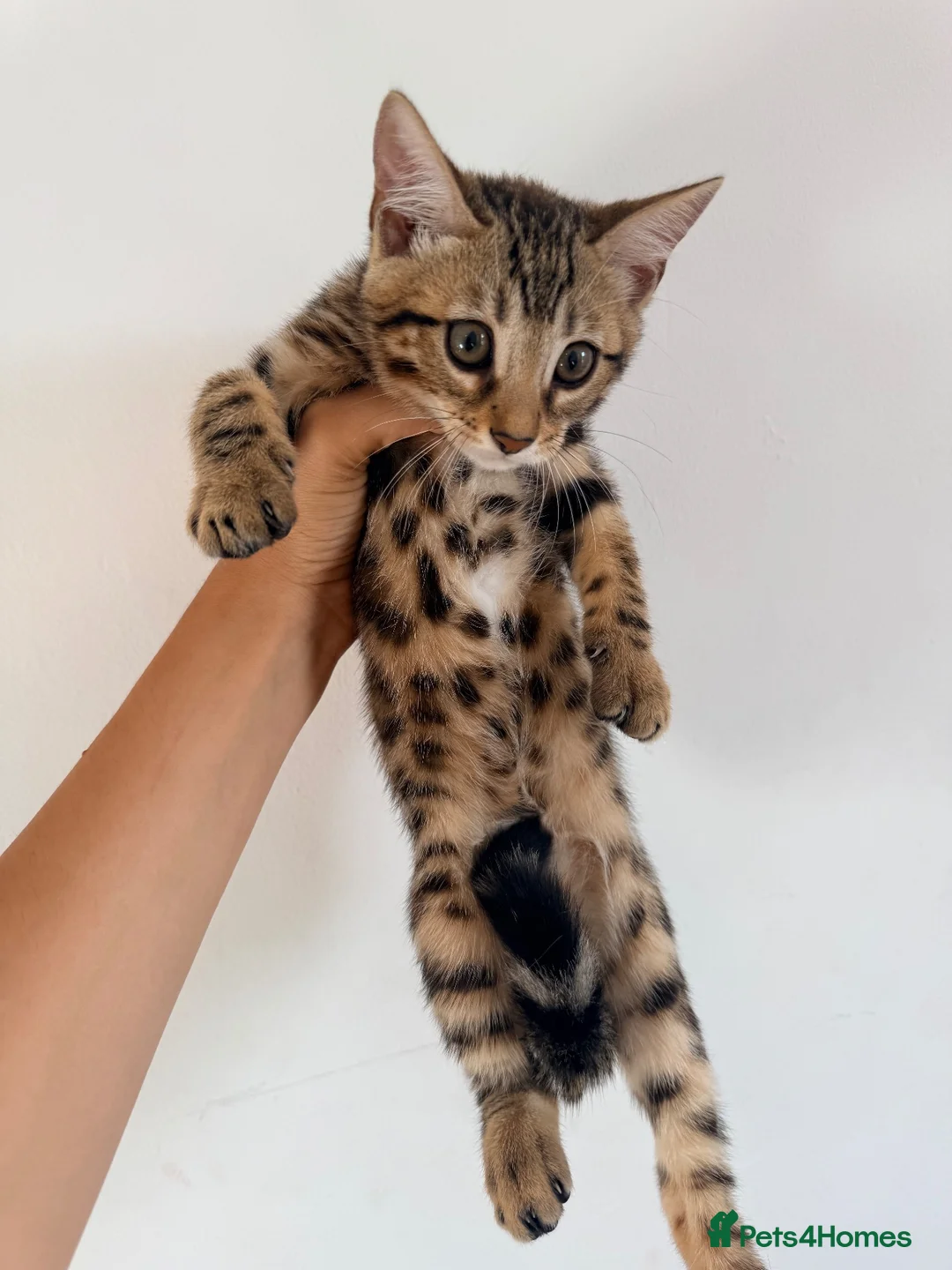 Bengal cats for sale: Beautiful bengal kitten  - Advert 2