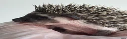 Pygmy Hedgehog rodents for sale: African Pygmy Hedgehog  in Eastleigh - Advert 8