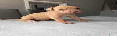 Mixed Breed Puppy 4
