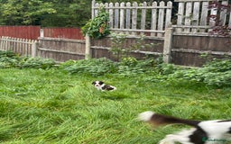 English Springer Spaniel dogs for sale: Springer spaniel pups READY NEXT WEEK - Advert 22