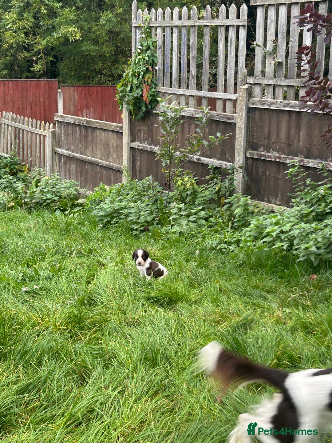 English Springer Spaniel dogs for sale: Springer spaniel pups READY NEXT WEEK - Advert 22
