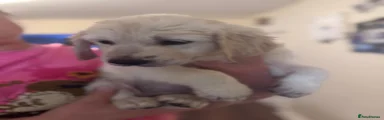 Golden Retriever Puppy 4