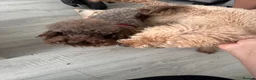 Toy Poodle dogs for sale: extensively health tested Stunning toy poodles  - Advert 14