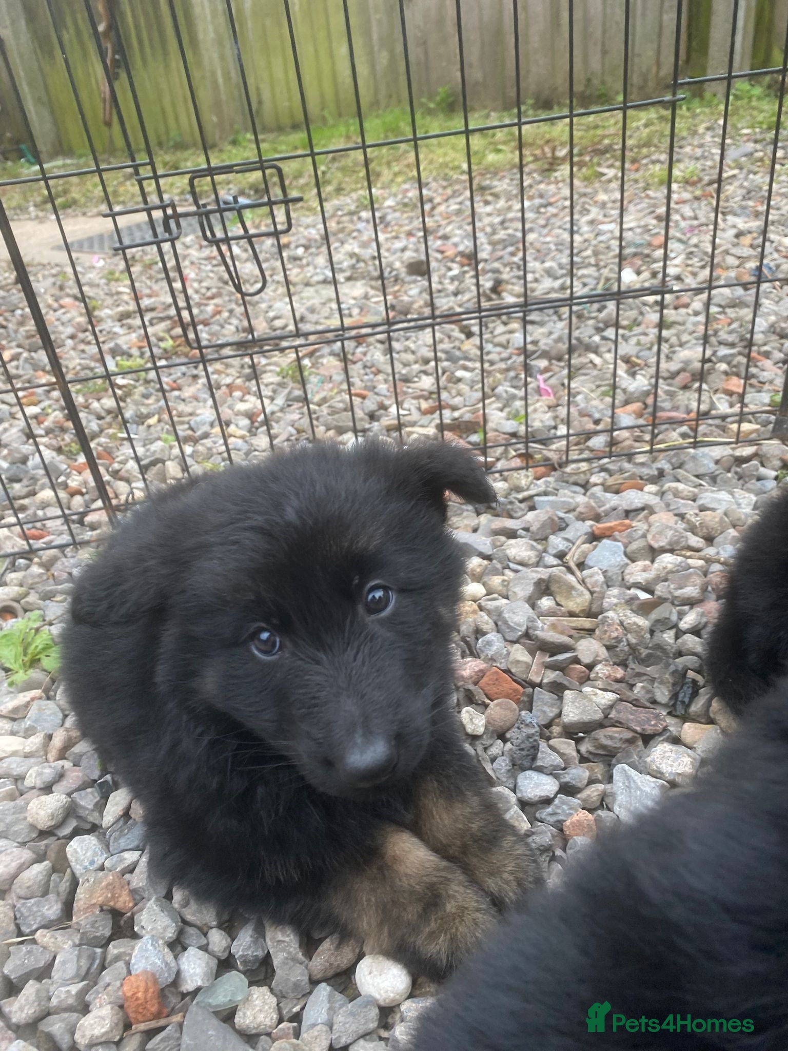 German Shepherd dogs German shepherd puppys - Advert 5