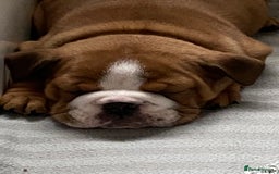English Bulldog dogs for sale: English Bulldog Pups Standard Kc Reg - Image 2