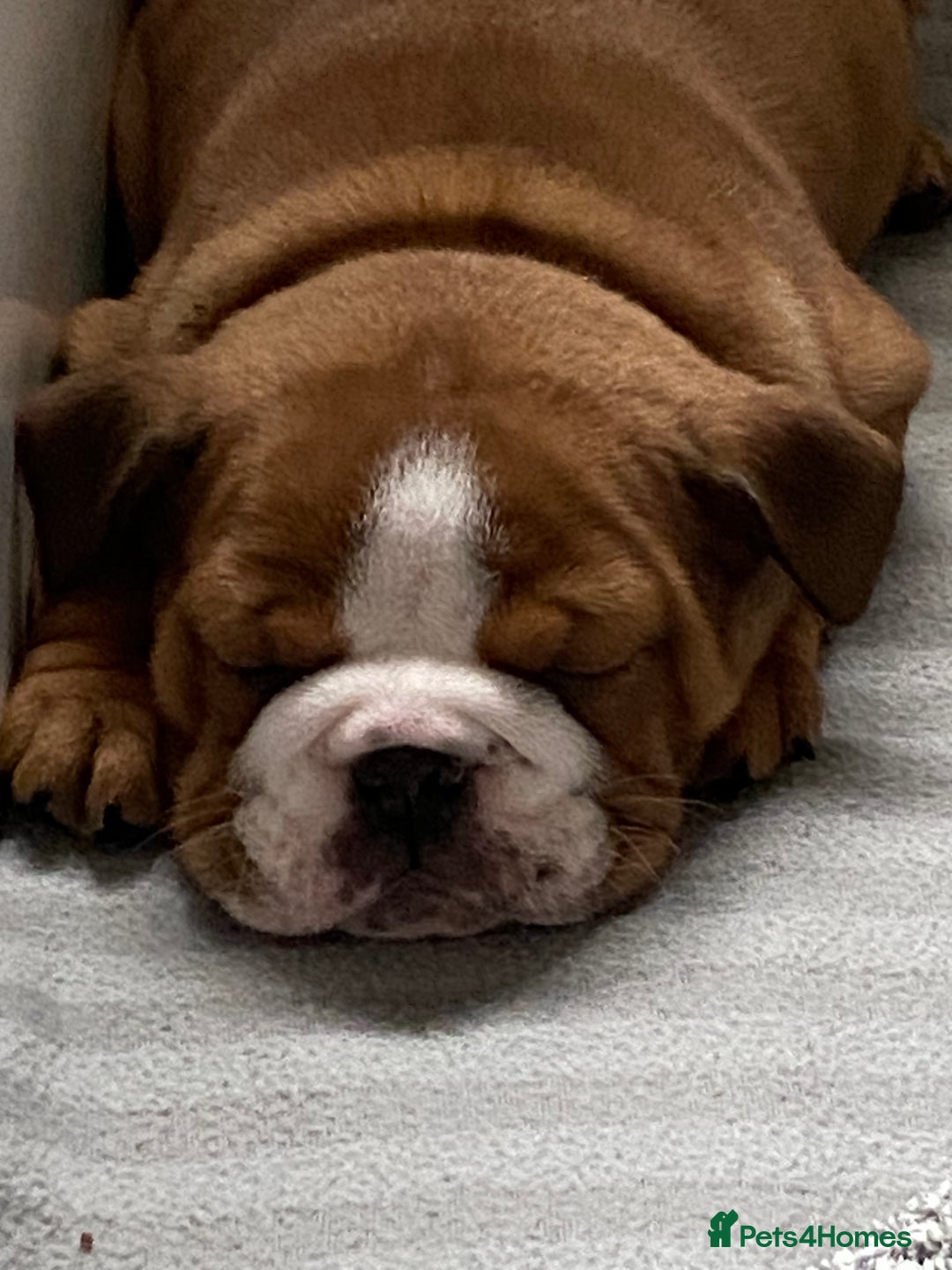 English Bulldog dogs for sale: English Bulldog Pups Standard Kc Reg - Image 2