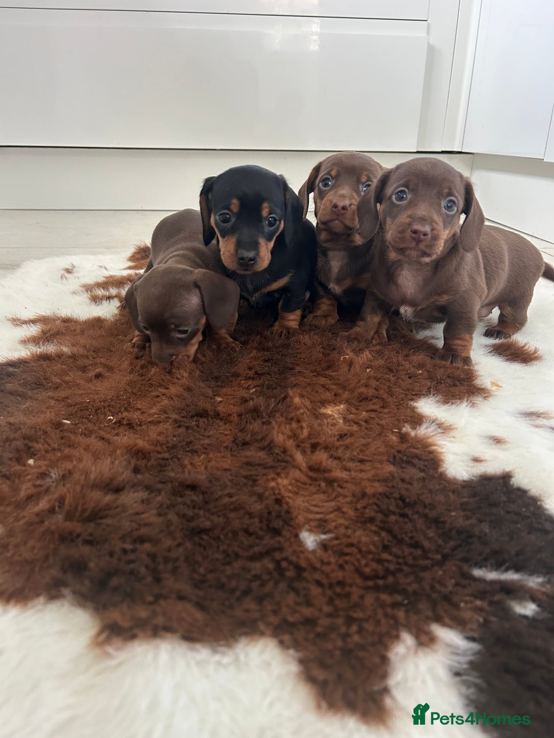 Miniature Dachshund dogs for sale: Miniature Dachshund babies  - Advert 1