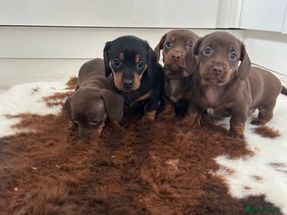 Miniature Dachshund dogs Miniature Dachshund babies - Advert 2
