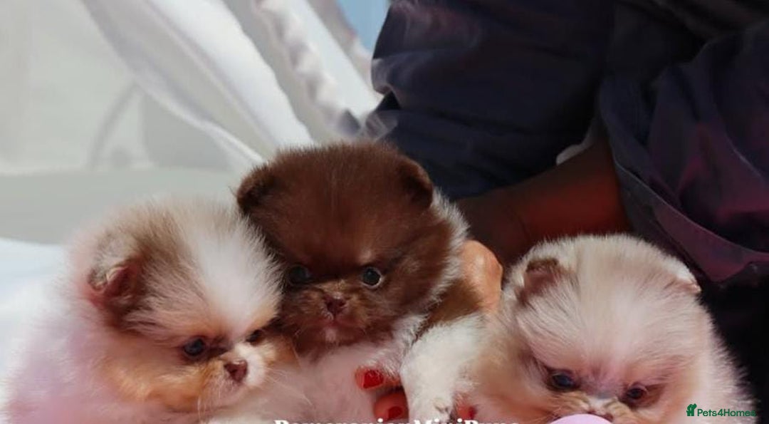 Pomeranian dogs for sale: Adorable Pomeranian Puppies Ready - Image 5