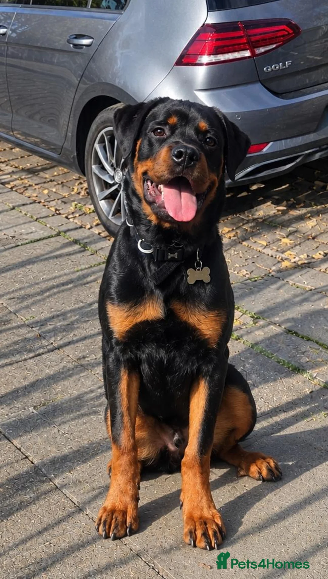 Rottweiler dogs for sale: Male Rottweiler 8 months in Edinburgh - Advert 1
