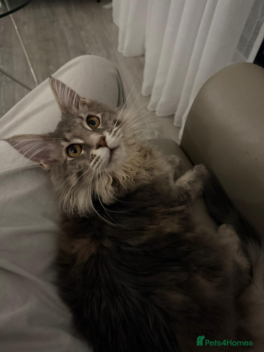 Maine Coon cats for sale: XL Russian Cubs 🇷🇺 ❤️ - Advert 23