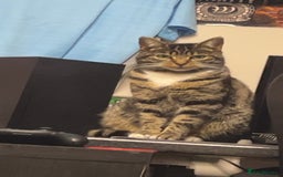 British Shorthair cats for sale: Tabby cat for 20 pound  - Image 1