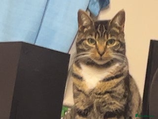 British Shorthair cats for sale - Advert 1