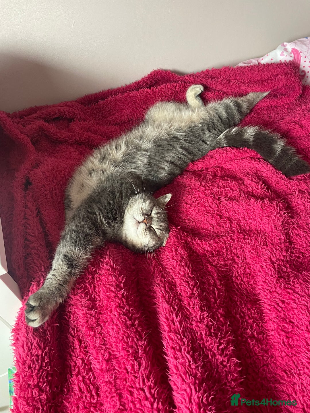 British Shorthair cats for sale: 1yr old male BSH for rehoming  - Image 1